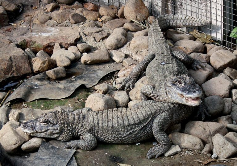 Endangered Chinese alligator genome sequenced