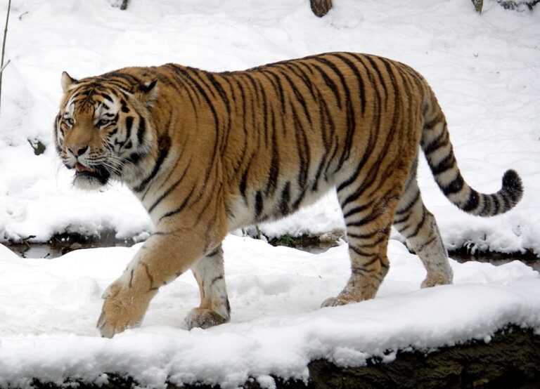 Siberian tiger genome sequenced