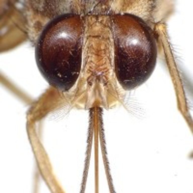 An international team of scientists announced the decoding of tsetse fly genome