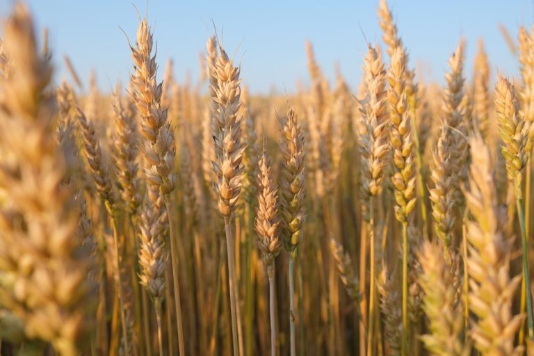 International team sequenced the bread wheat genome