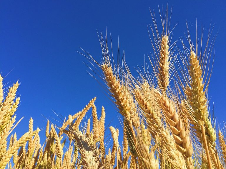 USDA scientists and cooperators sequence wheat genome