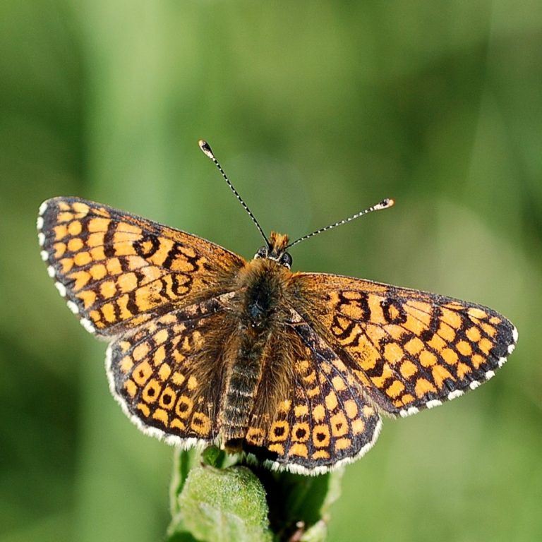 The genome of the Glanville Fritillary butterfly was sequenced