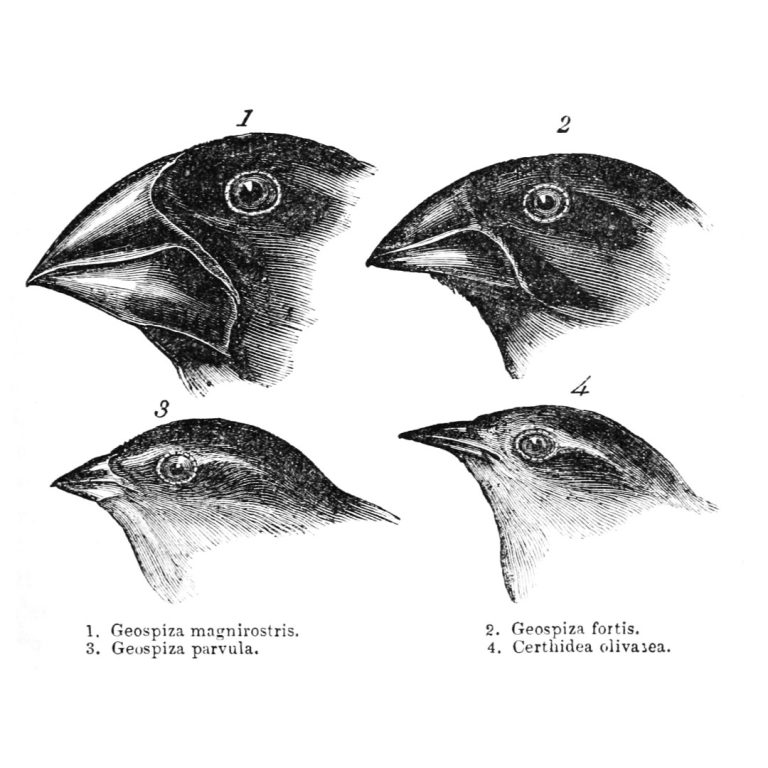 Researchers announced they had sequenced the genomes of all 15 species of Darwin’s finches