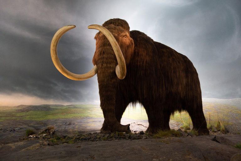 International team of scientists sequenced the whole genome of the woolly mammoth