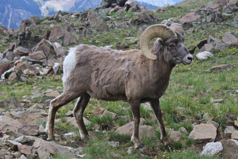 UAlberta scientists announced first whole genome sequence of bighorn sheep