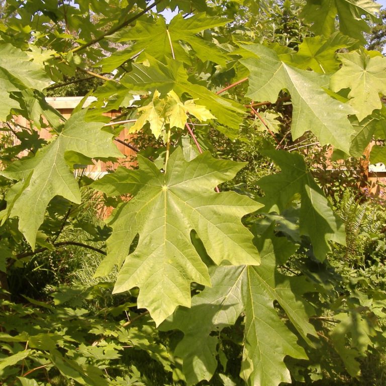 Tree thieves and millowner Indicted for theft of big leaf maples from Gifford Pinchot National Forest