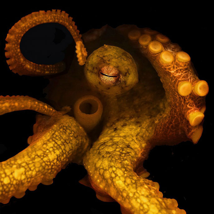 First-ever octopus genome sequenced