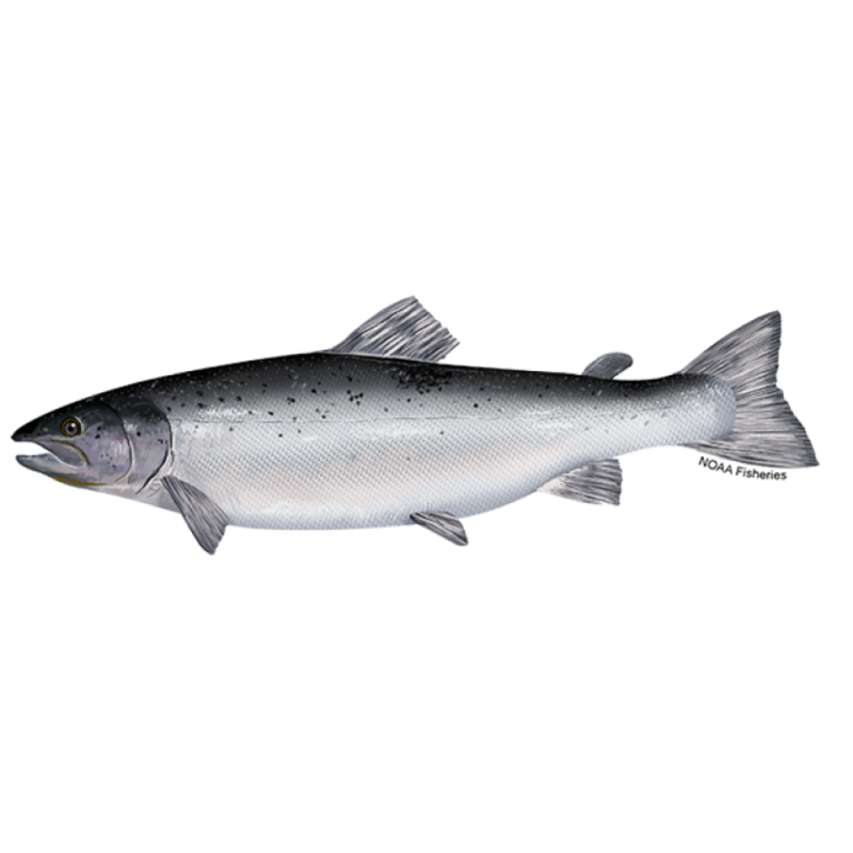 AquaBounty’s AquAdvantage Salmon approved by Health Canada