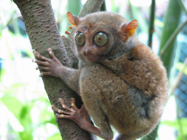 Tarsier genome was sequenced by Washington University School of Medicine researchers