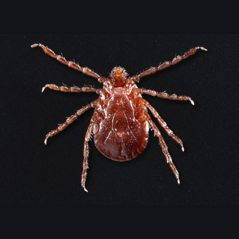 The Asian longhorned tick found in Virginia