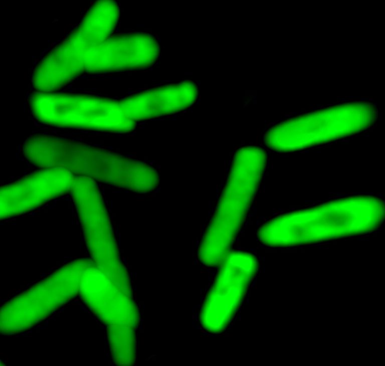 Scripps Research Institute scientists created first stable semisynthetic organism