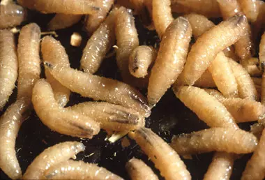 Screwworm eradicated in Florida, again