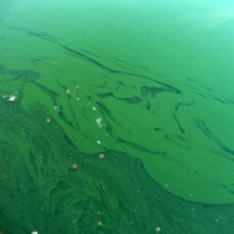 Researchers at JCVI, UCSD, and Scripps Oceanography discovered genetic basis for how harmful algal blooms become toxic