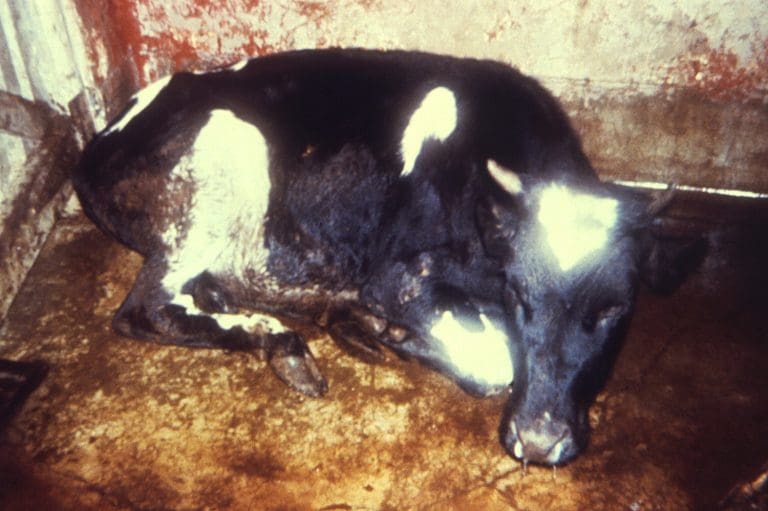 Global eradication of rinderpest (cattle plague) was declared