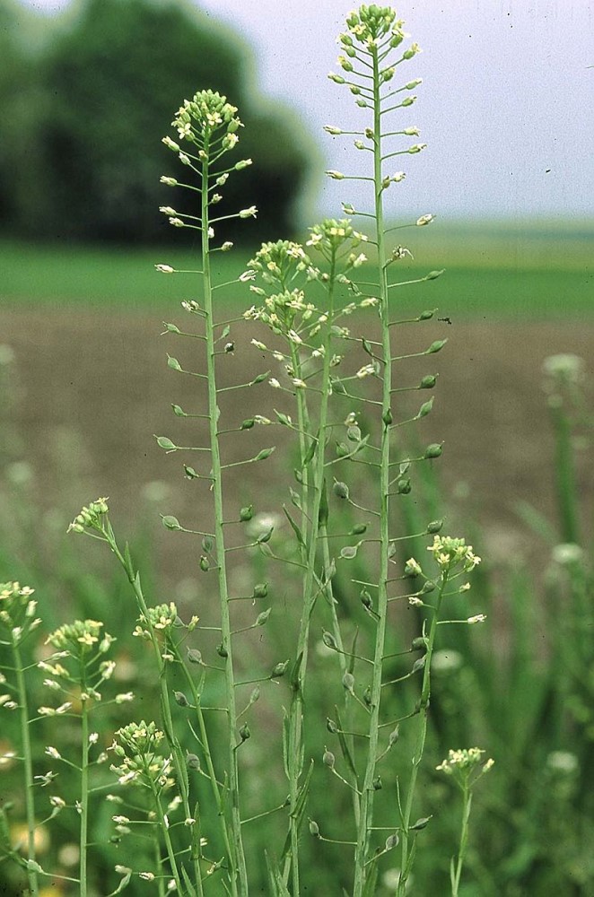 Yield10 Bioscience obtains positive response from USDA-APHIS on regulatory status of CRISPR genome-edited C3007 trait in camelina