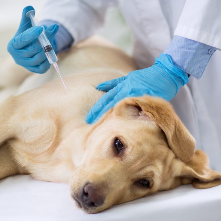 IDEXX made pet test for COVID-19 Virus available to veterinarians