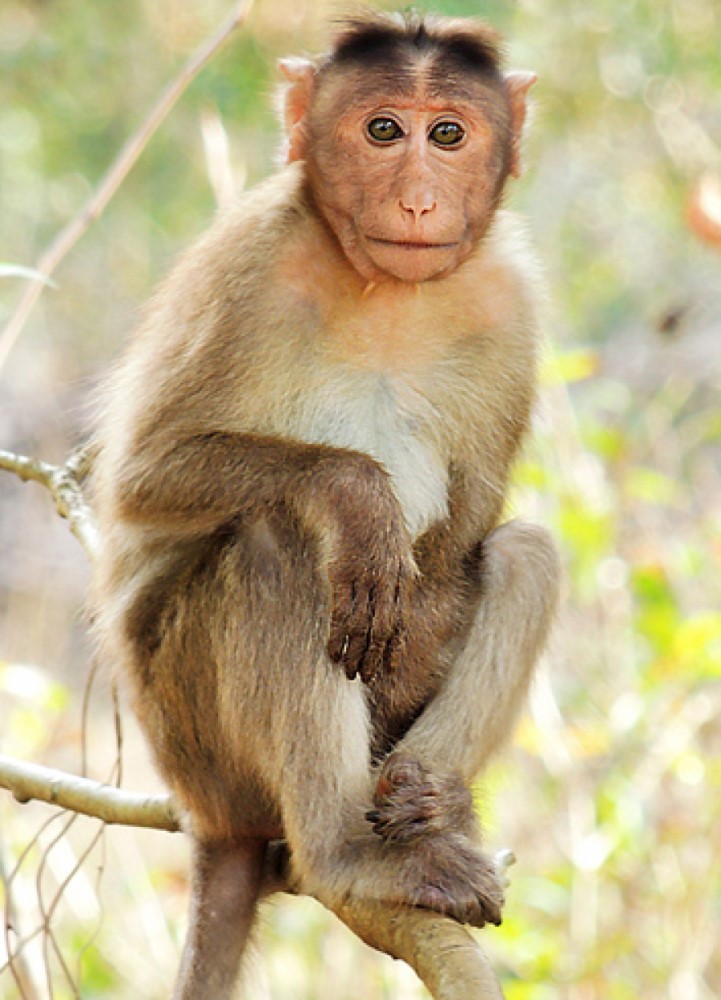 OHSU researchers produced the first genetically modified monkey