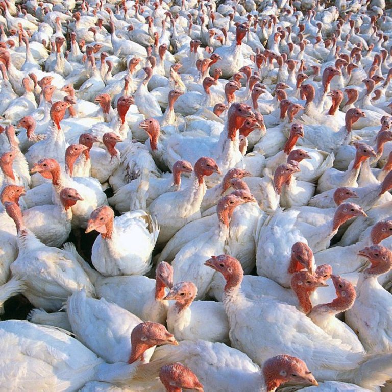 USDA confirmed highly pathogenic H7N3 avian influenza in a commercial flock in Chesterfield County, South Carolina