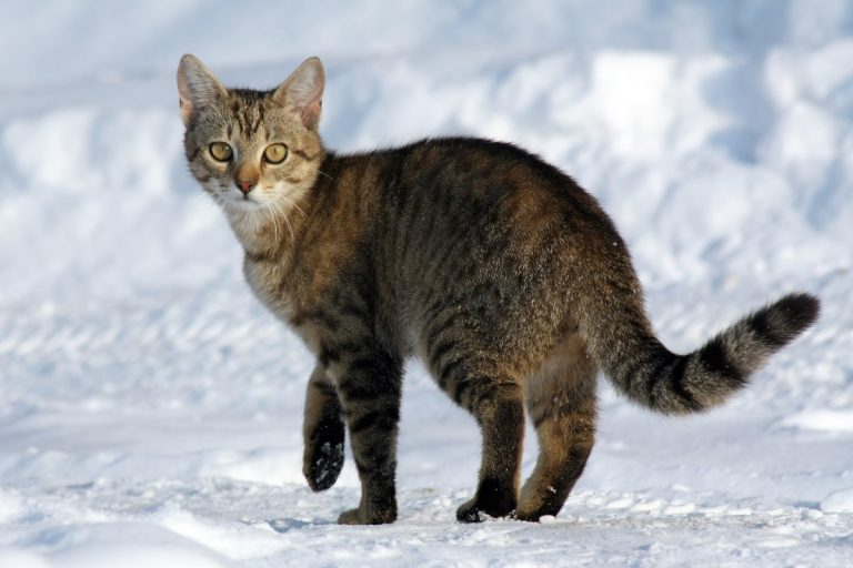 Study confirmed cats can become infected with and may transmit COVID-19 to other cats