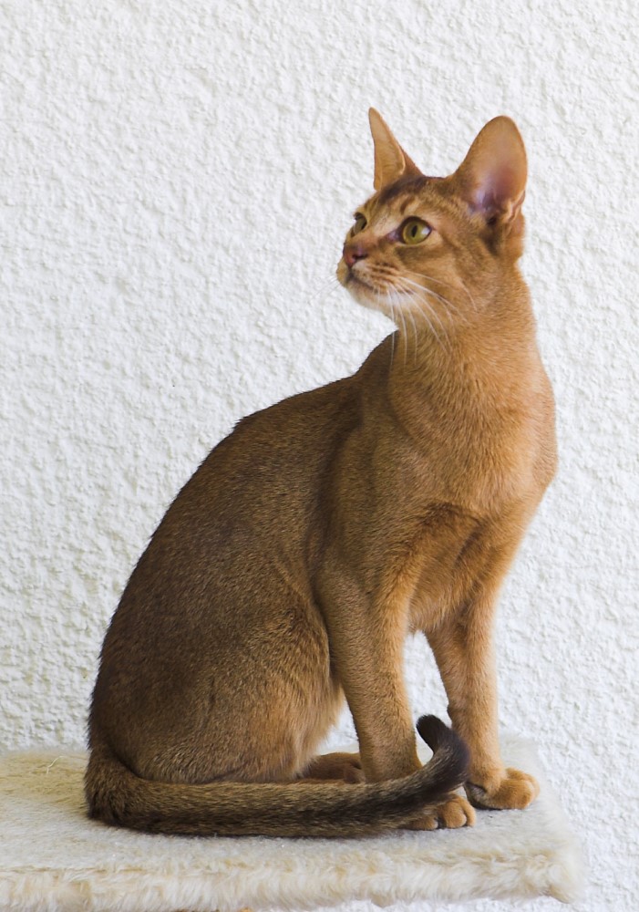 The genome sequence of the common cat was published in GigaScience