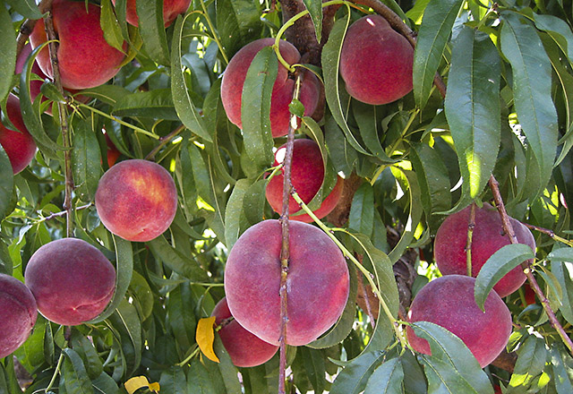 The USDA announced the release of Three Joy peaches