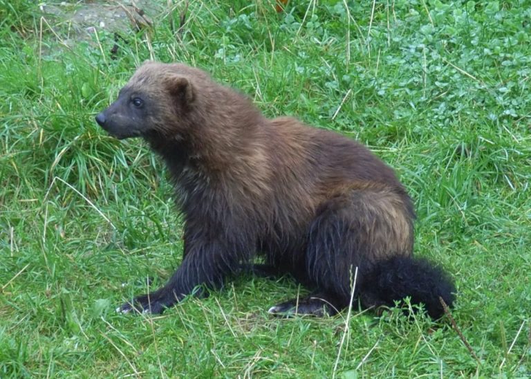 New freeze-resistant trichinella species discovered in wolverines