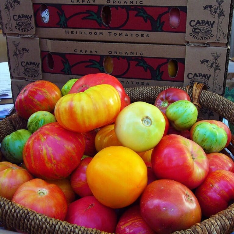 Tomato’s hidden mutations revealed in study of 100 varieties