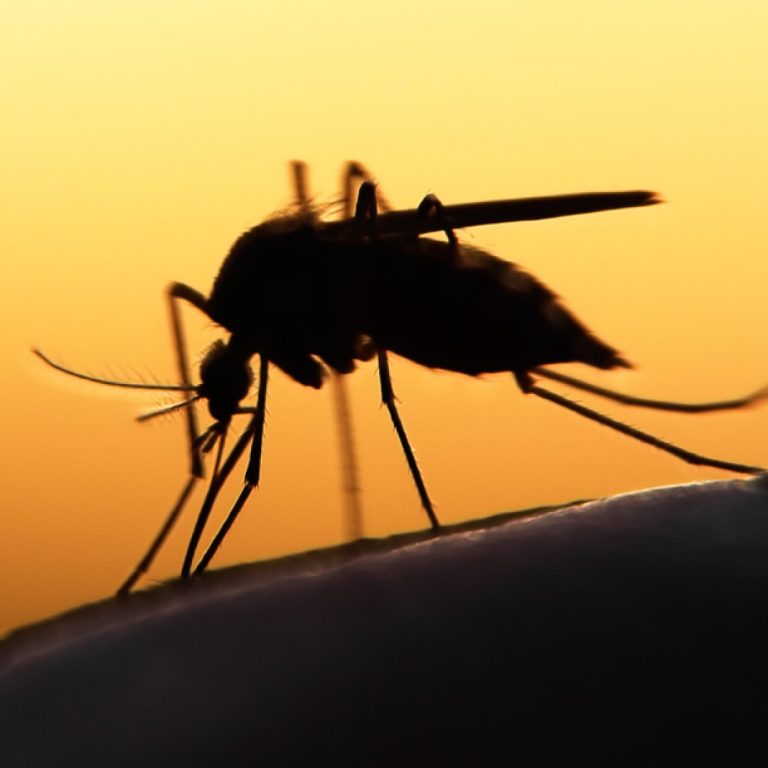 R21/Matrix-M malaria vaccine granted prequalification by World Health Organization