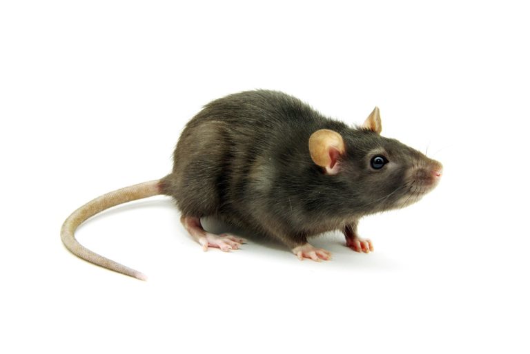 Mouse model of prostate cancer was developed at Washington University – St Louis