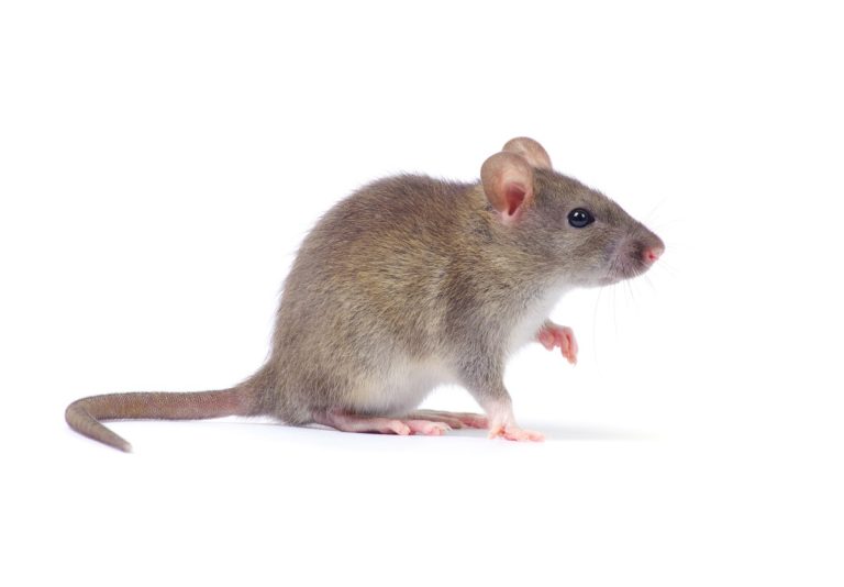 The Jackson Laboratory expediting unique transgenic mouse model for COVID-19 research