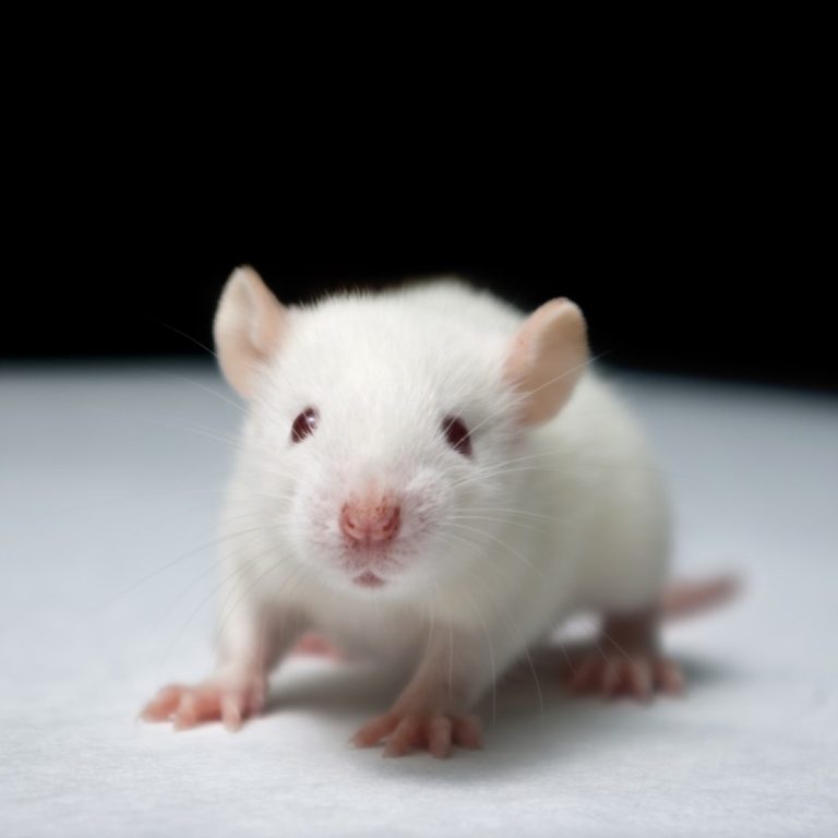 Single antibody shrinks variety of human tumors transplanted into mice, study showed