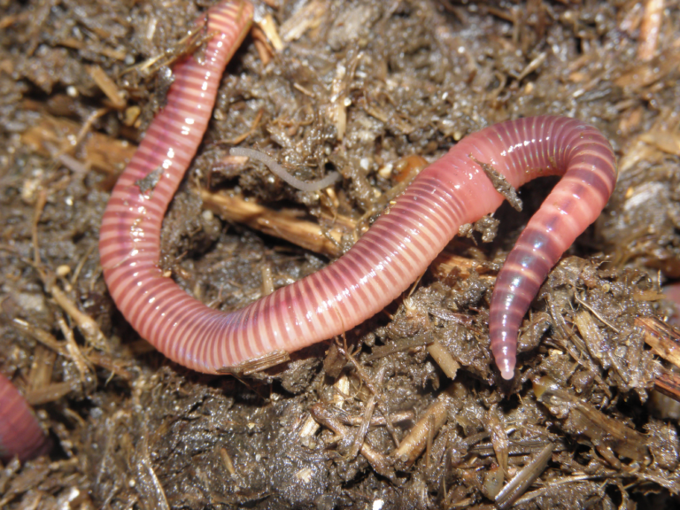 Oldest relative of ragworms and earthworms discovered