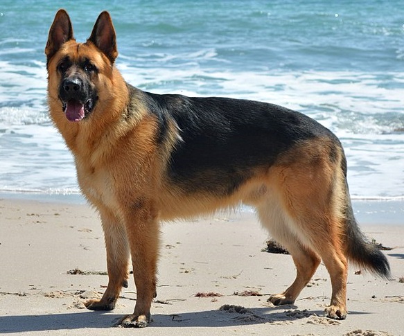 The USDA announced the first confirmed case of a dog in the U.S. to test positive for SARS-CoV-2