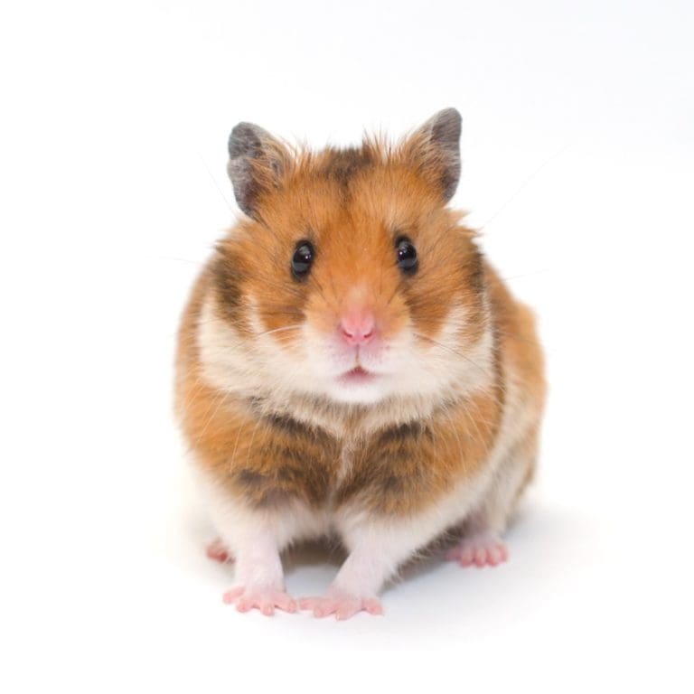 Vaxart announced positive hamster challenge study data for its oral COVID-19 vaccine