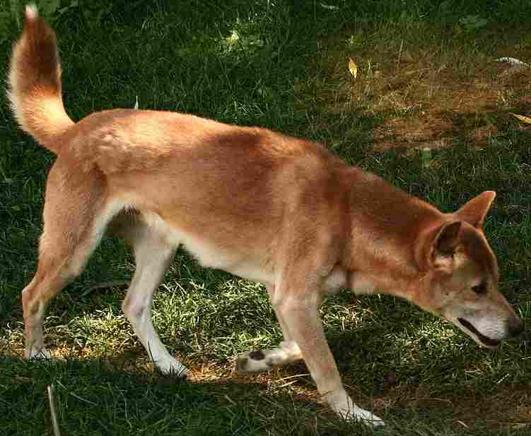 Scientists used genomics to discover an ancient dog species that may teach us about human vocalization