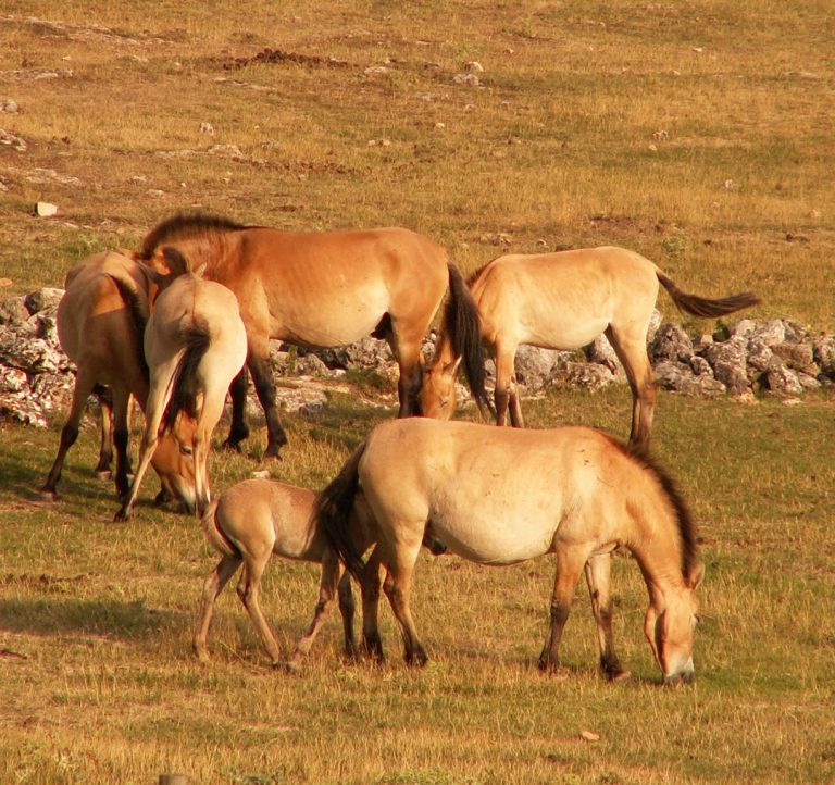 First clone of endangered Przewalski’s horse born in conservation effort to save the species