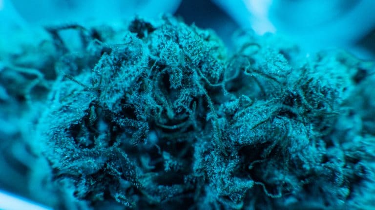 FDA approved first drug comprised of an active ingredient derived from marijuana to treat epilepsy