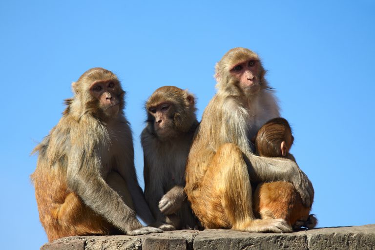 Antiviral remdesivir prevented disease progression in monkeys with COVID-19