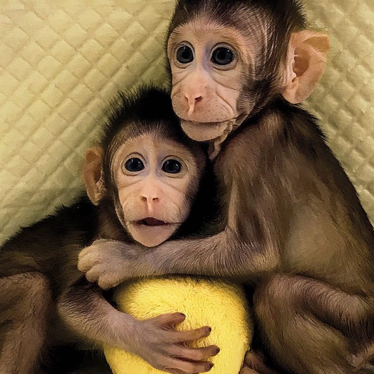 Monkey twins first primate clones made by the method that developed Dolly