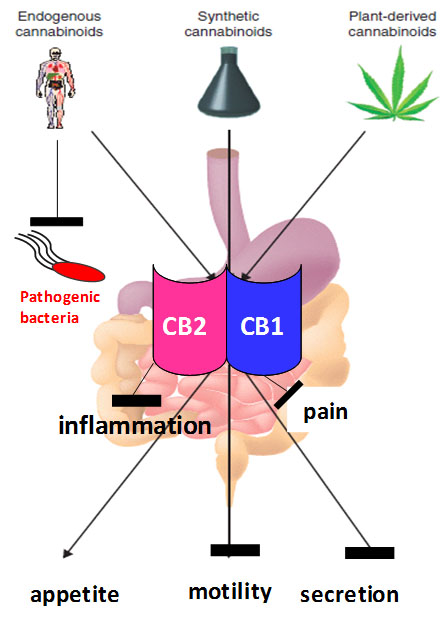 Chemicals similar to those found in cannabis can inhibit bacterial virulence