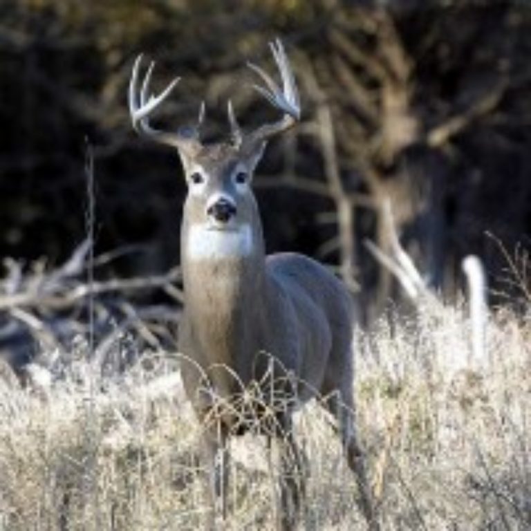 White-tailed deer found to be huge reservoir of SARS-CoV-2 infection