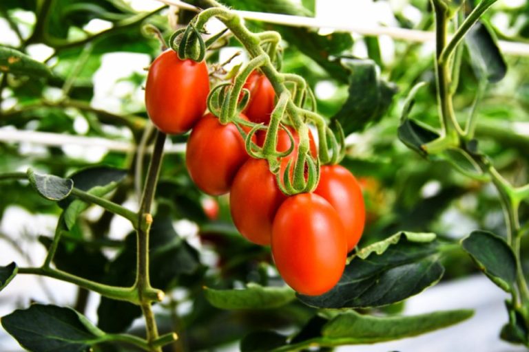 GABA-enriched tomato first CRISPR-edited food to enter market launched in Japan