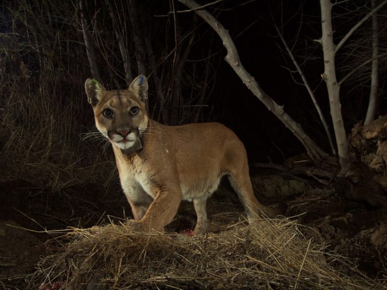 USDA confirmed COVID-19 in a cougar and tiger at a wild animal exhibitor in Texas