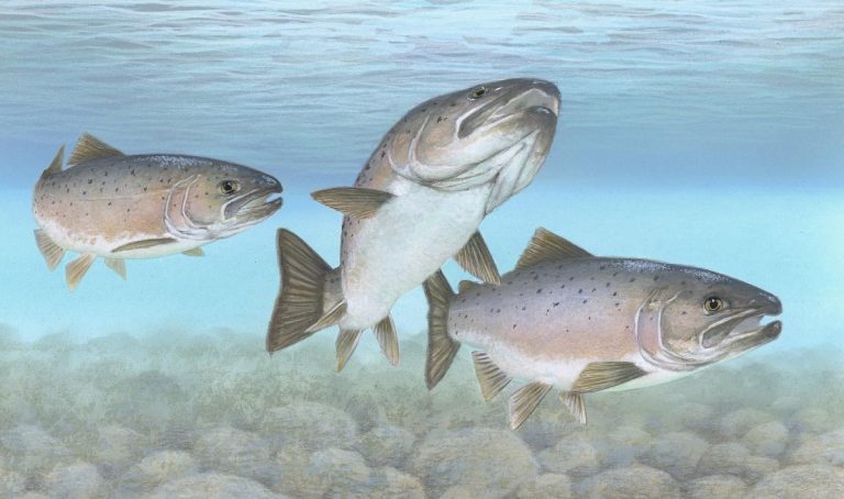 AquaBounty sold out first commercial harvest of genetically engineered Atlantic Salmon from its Indiana farm