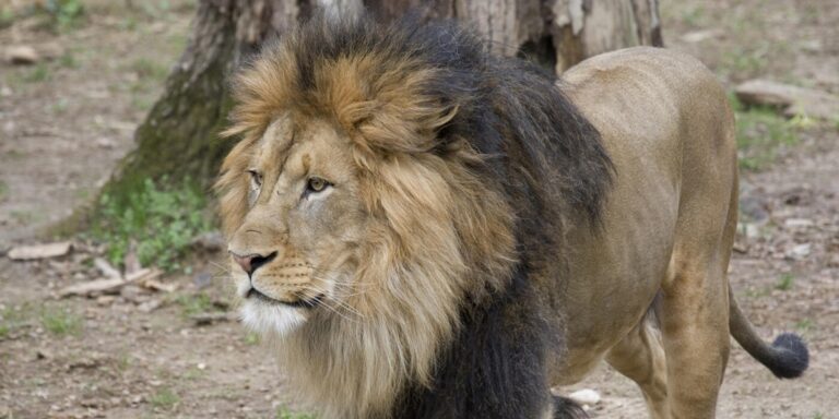 Great cats tested presumptive positive for COVID-19 at the Smithsonian’s National Zoo