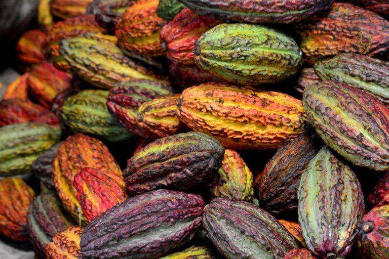 Cacao, the plant from which chocolate is made was domesticated