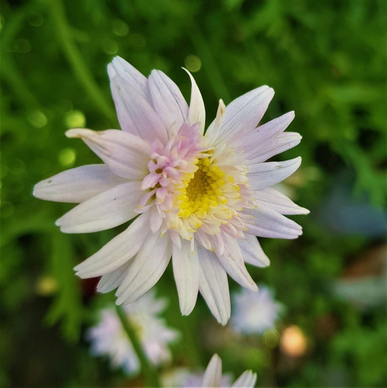 Chinese growers used powdered chrysanthemum (pyrethrins) as the first insecticide