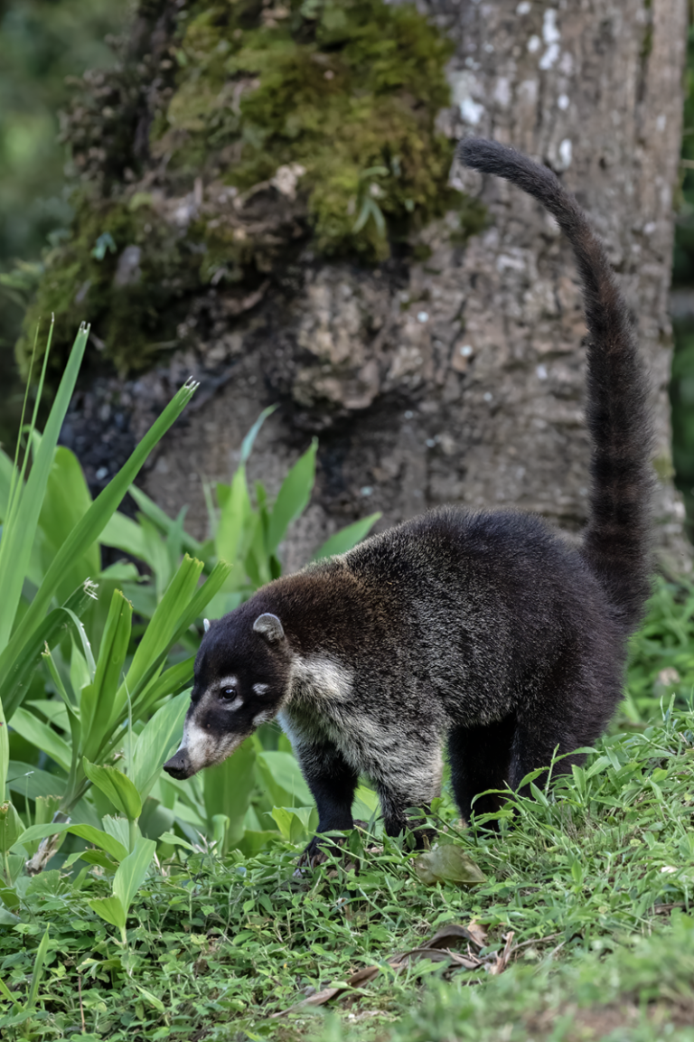 USDA confirmed COVID-19 infection in a Coatimundi at an Illinois Zoo