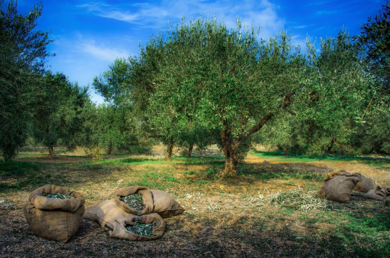 Phoenicians disseminated the olive throughout the Greek isles