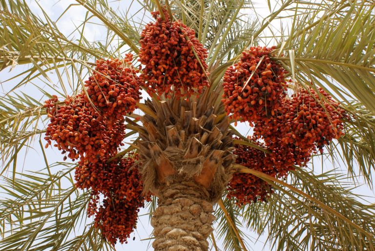 Date palm breeding began